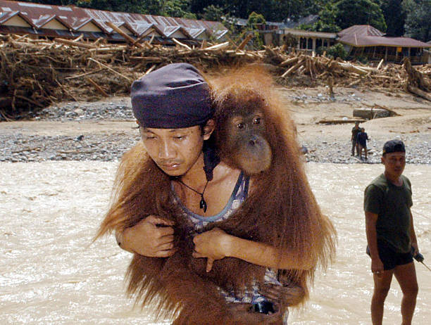 Menggendong OrangUtan