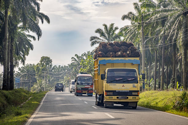 Panduan Lengkap Transportasi dari Bandara Kualanamu ke Bukit Lawang